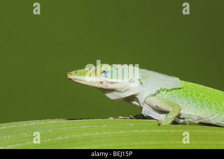 Green Anole (Anolis carolinensis), adult shedding skin, Sinton, Corpus Christi, Coastal Bend, Texas, USA Stock Photo