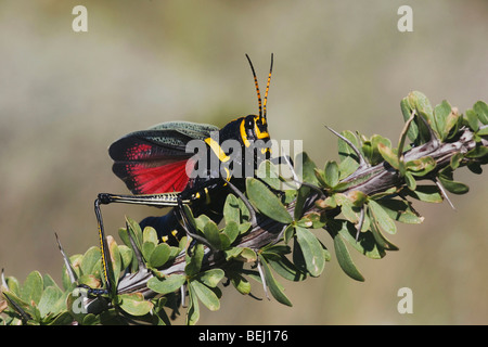 Horse Lubber Grasshopper (Taeniopoda eques), adult in defense pose on Ocotillo,Big Bend National Park, Chihuahuan Desert, Texas Stock Photo