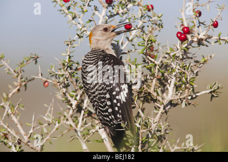 Golden-fronted Woodpecker (Melanerpes aurifrons), adult eating berries, Sinton, Corpus Christi, Coastal Bend, Texas, USA