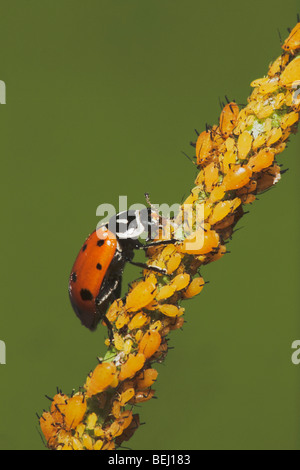 Seven-spotted Ladybug (Coccinella septempunctata), adult eating Aphids (Aphidoidea), Sinton, Corpus Christi, Texas Stock Photo