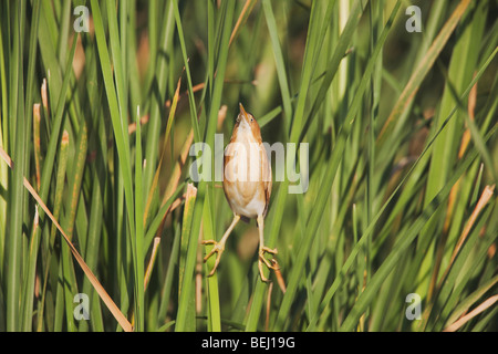 Least Bittern (Ixobrychus exilis), adult in cattails camouflaged, Sinton, Corpus Christi, Coastal Bend, Texas, USA Stock Photo