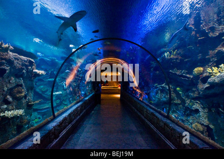 Shark Reef aquarium Mandalay Bay hotel Las Vegas, Nevada Stock Photo