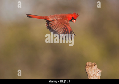 Northern Cardinal (Cardinalis cardinalis), male in flight, Sinton, Corpus Christi, Coastal Bend, Texas, USA Stock Photo