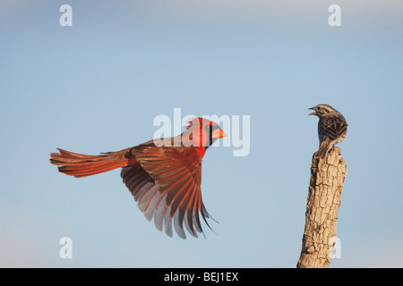 Northern Cardinal (Cardinalis cardinalis) and Savannah Sparrow male landing, Sinton, Corpus Christi, Coastal Bend, Texas, USA Stock Photo