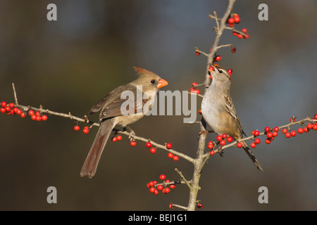 Northern Cardinal (Cardinalis cardinalis), female and White-crowned Sparrow eating Possum Haw Holly berries, Bandera, Texas Stock Photo