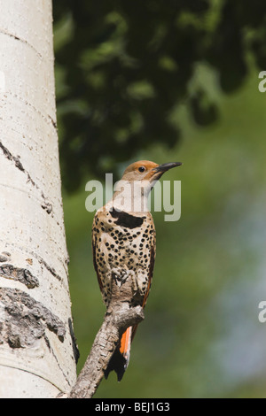 Northern Flicker,Colaptes auratus,Red-shafted form, male perched,Rocky Mountain National Park, Colorado, USA Stock Photo