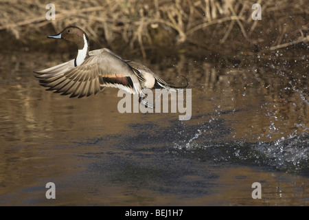 Northern Pintail (Anas acuta), male taking off, Bosque del Apache National Wildlife Refuge , New Mexico, USA, Stock Photo