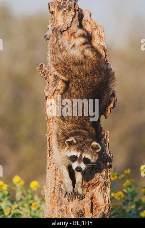 Northern Raccoon (Procyon lotor), adult in tree, Sinton, Corpus Christi, Coastal Bend, Texas, USA