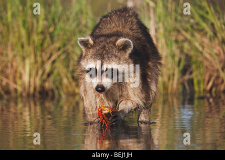Northern Raccoon (Procyon lotor), adult in water eating Crayfish, Crawfish,Corpus Christi, Coastal Bend, Texas, USA Stock Photo