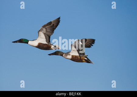 Northern Shoveler (Anas clypeata), adult and immature males in flight, Bosque del Apache National Wildlife Refuge , New Mexico Stock Photo