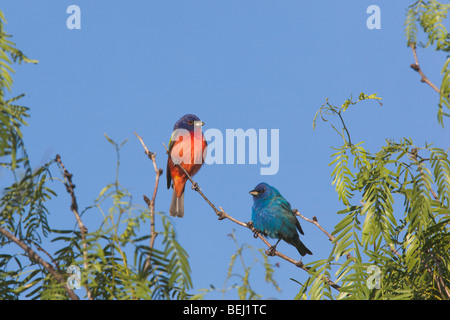 Painted Bunting (Passerina ciris), male and Indigo Bunting male perched, Sinton, Corpus Christi, Coastal Bend, Texas, USA Stock Photo