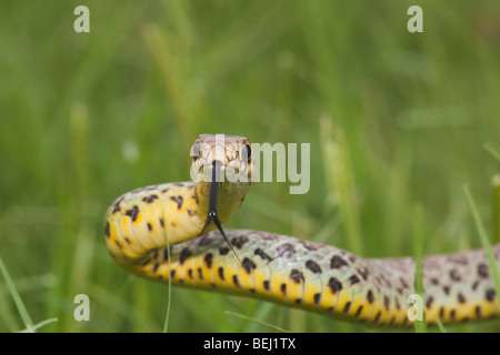 Prairie Kingsnake (Lampropeltis calligaster), young in grass, Sinton, Corpus Christi, Coastal Bend, Texas, USA Stock Photo