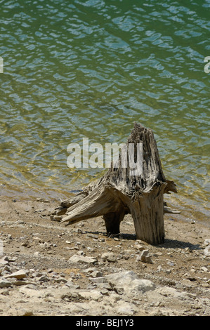 Piece of a dried up tree on a shore of  Lokvarsko jezero lake near Lokve in Gorski kotar, Croatia, Europe Stock Photo