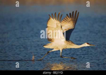 Sandhill Crane (Grus canadensis), adult taking off, Bosque del Apache National Wildlife Refuge , New Mexico, USA, Stock Photo