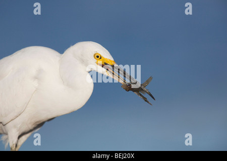 Snowy Egret (Egretta thula), adult with fish prey, Sinton, Corpus Christi, Coastal Bend, Texas, USA Stock Photo