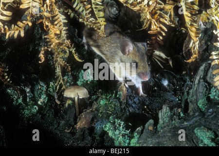 European wood mouse / Common field mouse (Apodemus sylvaticus) foraging in in forest at night Stock Photo
