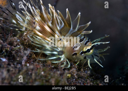 Juvenile spotfin lionfish Stock Photo