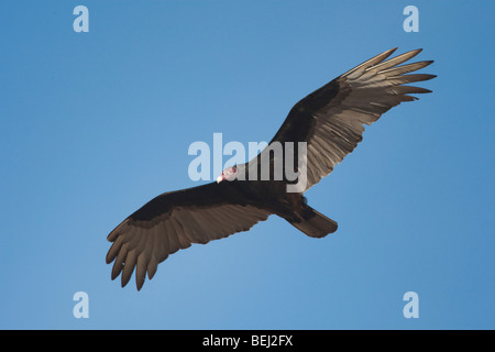 Turkey Vulture (Cathartes aura), adult in flight, Sinton, Corpus Christi, Coastal Bend, Texas, USA Stock Photo