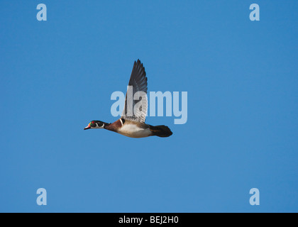 Wood Duck (Aix sponsa), male in flight, Sinton, Corpus Christi, Coastal Bend, Texas, USA Stock Photo