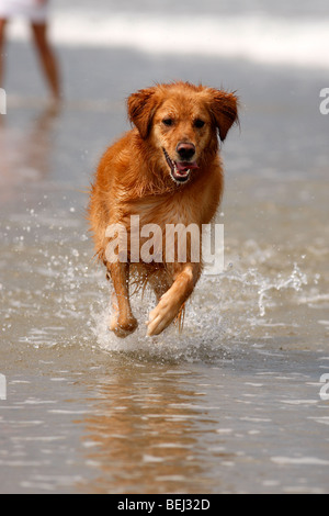 Corolla, NC: A Young Golden retriever plays in the water on the beach in North Carolina Stock Photo