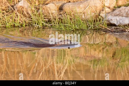 Beaver swimming in river at sunset Stock Photo