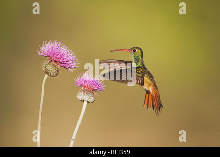 Buff-bellied Hummingbird (Amazilia yucatanenensis), male feeding on Texas thistle, Sinton, Corpus Christi, Coastal Bend, Texas Stock Photo