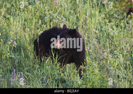 Black Bear (Ursus americanus), adult eating flowers, Yellowstone National Park, Wyoming, USA