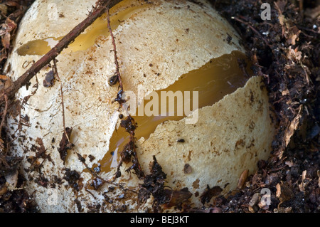 Common stinkhorn fungus at egg stage (Phallus impudicus) called devil's egg or witch's egg in forest in autumn Stock Photo
