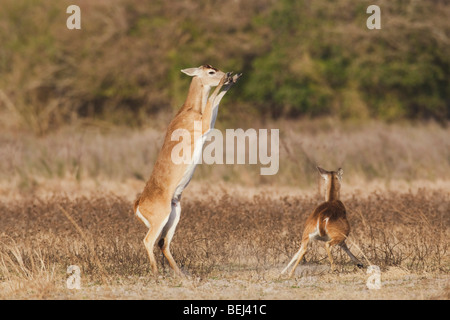 White-tailed Deer (Odocoileus virginianus), adults fighting, Sinton, Corpus Christi, Coastal Bend, Texas, USA Stock Photo