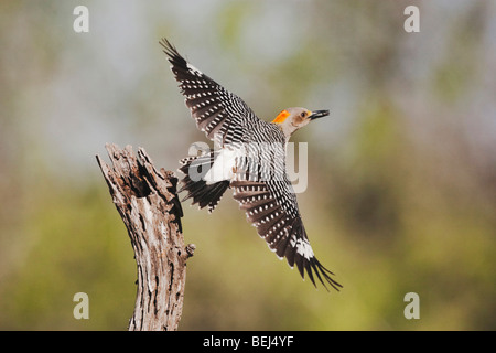 Golden-fronted Woodpecker (Melanerpes aurifrons), female taking off, Sinton, Corpus Christi, Coastal Bend, Texas, USA