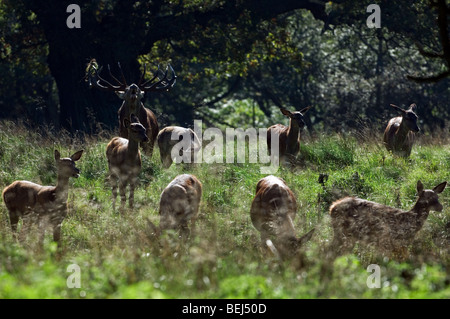 Red deer stag (Cervus elaphus) calling and herding hinds at dawn at forest edge during the rutting season in autumn