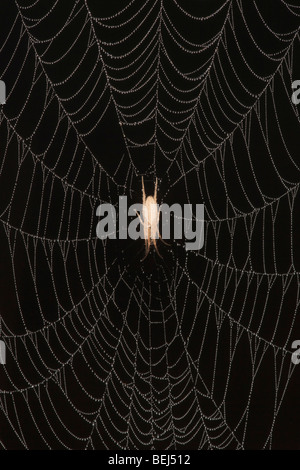 Ghost Spider (Anyphaenidae), in dew covered Spiderweb, Sinton, Corpus Christi, Coastal Bend, Texas, USA Stock Photo