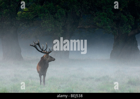 Red deer stag (Cervus elaphus) in grassland at forest edge in the mist during the rutting season in autumn Stock Photo