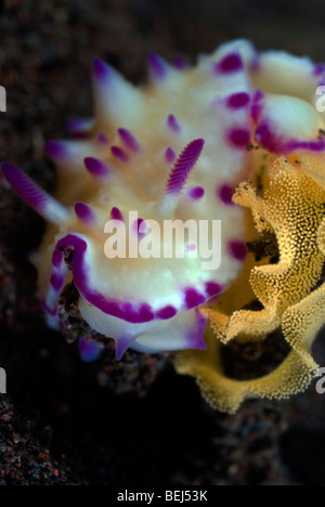 White nudibranch with purple tipped bumps and gills and rhinophores laying eggs under water. Stock Photo