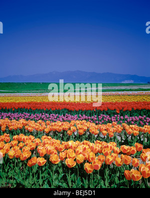 Field of multi coloured tulips,  Gosen,  Niigata Prefecture,  Japan Stock Photo