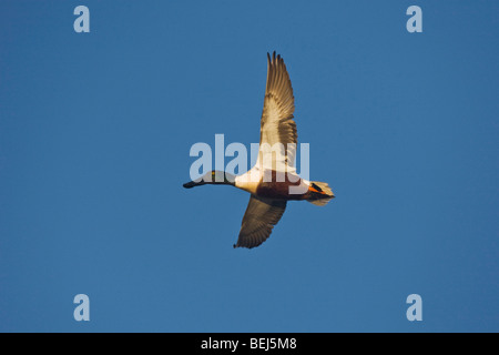 Northern Shoveler (Anas clypeata), male in flight, Sinton, Corpus Christi, Coastal Bend, Texas, USA Stock Photo