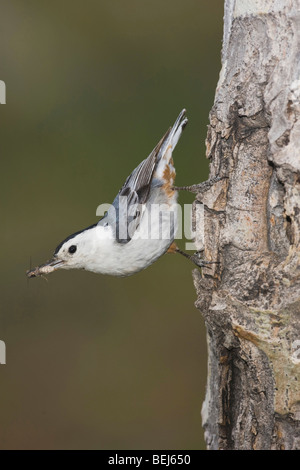 White-breasted Nuthatch (Sitta carolinensis),adult male on aspen tree, Rocky Mountain National Park, Colorado, USA Stock Photo