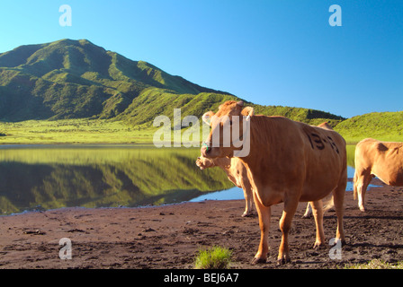 Cows on farmland in front of Mt. Aso, Kumamoto Prefecture, Japan Stock Photo