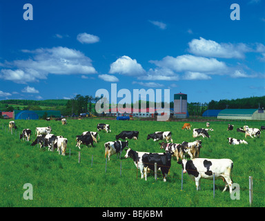 Cows on a farm, Hokkaido, Japan Stock Photo
