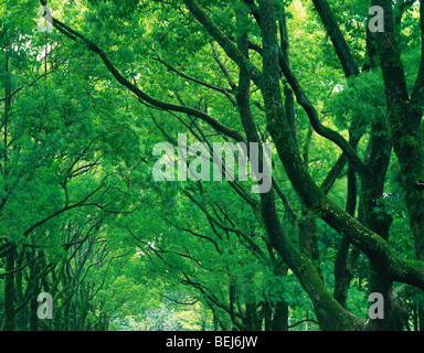 Trees Stock Photo