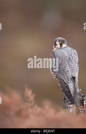 Peregrine Falcon perched on a tree stump in heather moorland (Falconer's captive bird) Stock Photo