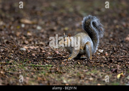 Grey squirrel collecting nuts in autumn Stock Photo