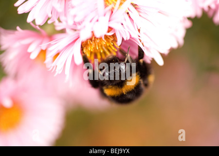 Close up of a bee's world. Buff tailed Bumble bee working hard on a pink chrysanthemum flower collecting pollen Stock Photo
