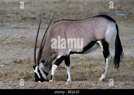 Gemsbok (Oryx gazella gazella) licking crystallised minerals at dry waterhole Kalahari desert, Kgalagadi Transfrontier Park Stock Photo