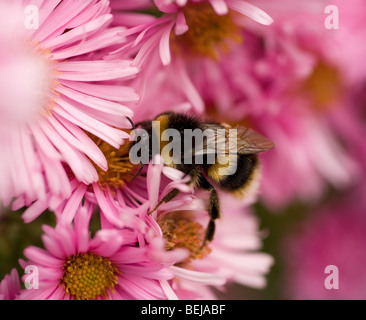 Buff tailed Bumble Bee busy collecting pollen from pink Chrysanthemum flowers Stock Photo