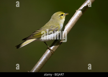 Wood Warbler (Phylloscopus sibilatrix) singing in beech forest Stock Photo