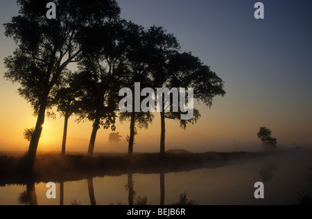 Sunrise and row of silhouetted Canadian poplars (Populus x canadensis) along canal, Belgium Stock Photo