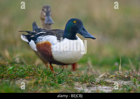 Northern shoveler (Anas clypeata) duck pair on land Stock Photo