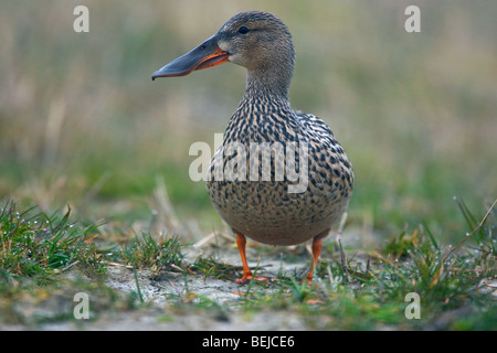 Northern shoveler (Anas clypeata) female portrait Stock Photo