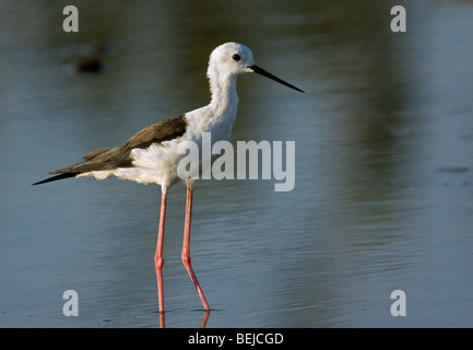 Black-winged Stilt / Common Stilt / Pied Stilt (Himantopus himantopus) wading in shallow water Stock Photo